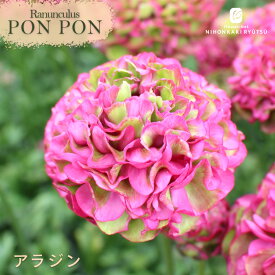 予約販売 ラナンキュラス ポンポンシリーズ 苗 ポンポン アラジン 10.5cmポット 宿根草 球根 花苗 ガーデニング 苗 tod 2月上旬以降発送