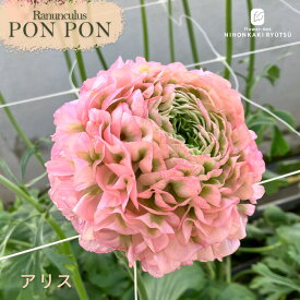 予約販売 ラナンキュラス ポンポンシリーズ 苗 ポンポン アリス 10.5cmポット 宿根草 球根 花苗 ガーデニング 苗 tod 2月上旬以降発送