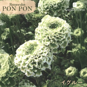 \̔ iLX ||V[Y c || CO[ 10.5cm|bg h  ԕc K[fjO c tod 2{ȍ~