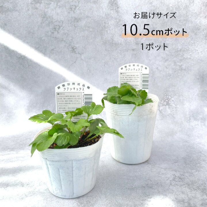 楽天市場】ラナンキュラス ポンポンシリーズ 苗 ポンポン キャンディ