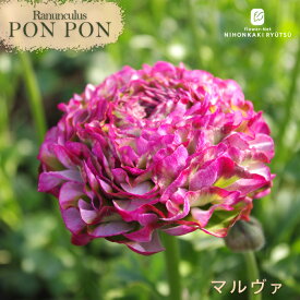 予約販売 ラナンキュラス ポンポンシリーズ 苗 ポンポン マルヴァ 10.5cmポット 宿根草 球根 花苗 ガーデニング 苗 tod 2月上旬以降発送