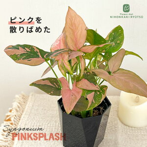 ϗtA VSjE sNXvbV 3.5 ϗtA ^   蕨 v[g CeA 