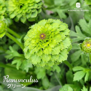 \̔ iLX c O[ 10.5cm|bg h  ԕc K[fjO c tod 2{ȍ~