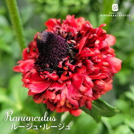 予約販売 ラナンキュラス 苗 ルージュ・ルージュ 10.5cmポット 宿根草 球根 花苗 ガーデニング 苗 tod 2月上旬以降発送