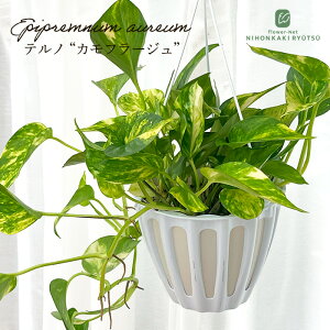 ϗtA |gX em No. Jt[W 5 ݂蔫 ݂艺 nMO  ϗtA  蕨 v[g CeA 