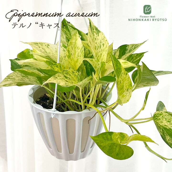 楽天市場】観葉植物 ポトス テルノ No.026 キャスト 5号鉢 吊り鉢 吊り 