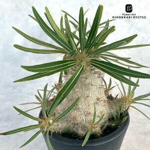 A capL|fBE OLX  0904-002 i̔ 3  A R[fbNX