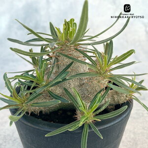 A capL|fBE OLX  0904-005 i̔ 3  A R[fbNX