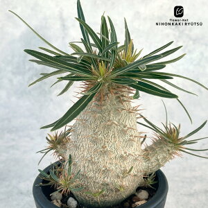 A capL|fBE OLX  0904-009 i̔ 3  A R[fbNX