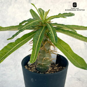 A capL|fBE A{QZ  0904-011 i̔ 3.5  A R[fbNX