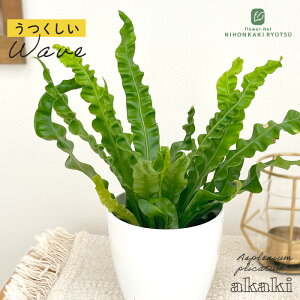 ϗtA cot AXvjE AJL 3.5 ϗtA ^   蕨 v[g CeA 