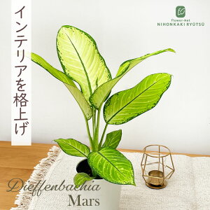 ϗtA fBtFoLA }[V 4 ϗtA ^   蕨 v[g CeA 