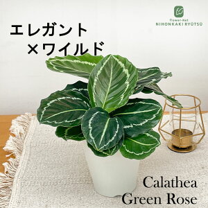 ϗtA JeA O[[Y 4 ϗtA ^   蕨 v[g CeA 