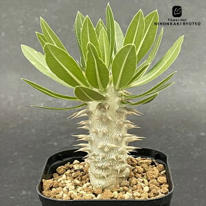 A capL|fBE X[c  9cm|bg Xc A R[fbNX