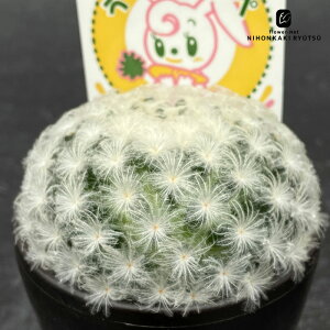 sd}~A  ̂ق 9cm|bg }~A V{V T{e