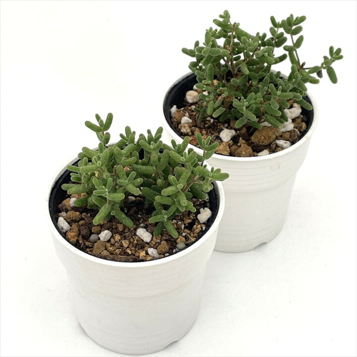 楽天市場】多肉植物 hmドロサンテマム グロボーサム 蜜橘 ミカン 