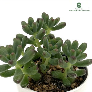 A hmZ_ r[eBgA Z_ 6cm|bg