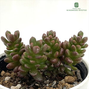 A hmZ_ bh`ybp[ A Z_ 6cm|bg