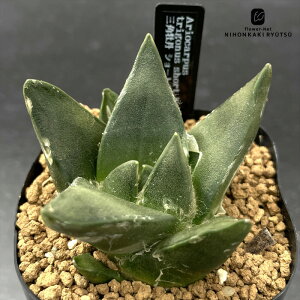 crnT{e AIJvX OpO V[g{fB  RJN^Xc 7.5cm|bg TJN{^ CORONCACTUS l 