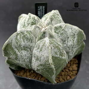 crnT{e AXgtBc gTJTb|[  RJN^Xc 7.5cm|bg TbaP ~IXeBO} CORONCACTUS l 