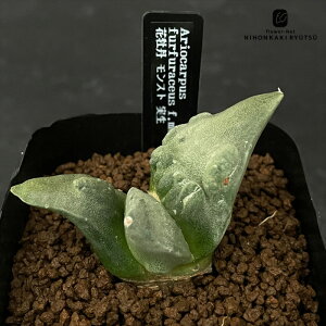 crnT{e AIJvX ԉO Xg  RJN^Xc 7.5cm|bg ni{^ CORONCACTUS l 