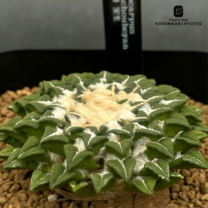 crnT{e AIJvX O  RJN^Xc 0909-107 i̔ 10.5cm|bg N{^ CORONCACTUS l 