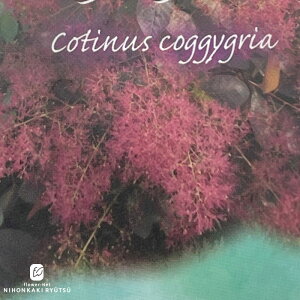 X[Nc[ O[X 5  c Ԗ sik