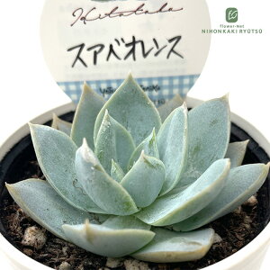 A HitotabaZ_ XAxIX A qg^oc XAxIVX Z_ 6cm|bg