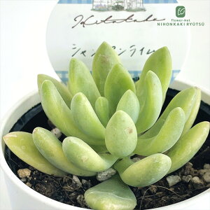多肉植物 Hitotabaセダム シャンパンライム 多肉植物 ヒトタバさん苗 セダム 6cmポット