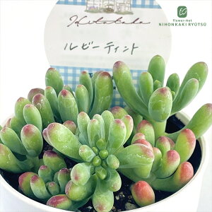 多肉植物 Hitotabaセダム ルビーティント 多肉植物 ヒトタバさん苗 セダム 6cmポット