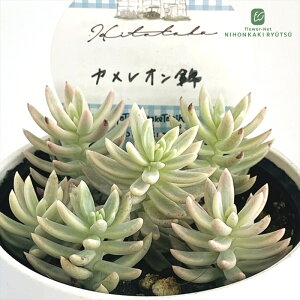 A HitotabaZ_ JI A qg^oc Z_ 6cm|bg