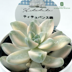 A HitotabaOvgxA eBeoX A qg^oc OvgxA 6cm|bg