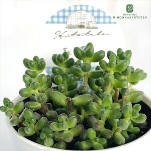 多肉植物 Hitotabaセダム 玉葉 多肉植物 ヒトタバさん苗 セダム 6cmポット