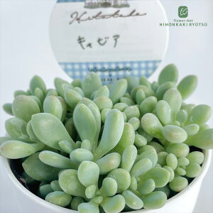 A HitotabaGPxA LrA A qg^oc GPxA 6cm|bg