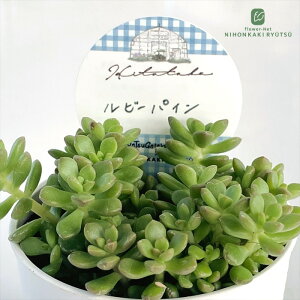 多肉植物 Hitotabaセダム ルビーパイン 多肉植物 ヒトタバさん苗 セダム 6cmポット