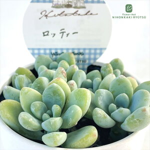 A HitotabaZ_ beB[ A qg^oc Z_ 6cm|bg