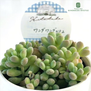 A HitotabaZ_ __ No.2 A qg^oc Z_ 6cm|bg