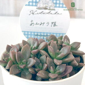 A HitotabaGPxA ݂P A qg^oc GPxA 6cm|bg