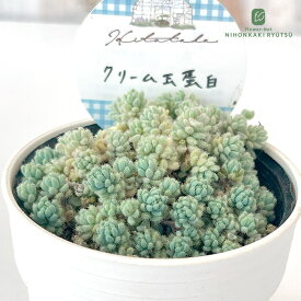 多肉植物 Hitotabaセダム クリーム玉蛋白 多肉植物 ヒトタバさん苗 セダム 6cmポット