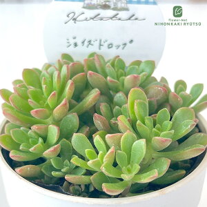 A HitotabaZ_ WCYhbv A qg^oc Z_ 6cm|bg