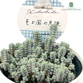 多肉植物 Hitotabaセダム そよ風の天使 多肉植物 ヒトタバさん苗 セダム 6cmポット