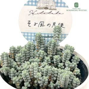 A HitotabaZ_ 敗̓Vg A qg^oc Z_ 6cm|bg