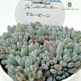 多肉植物 Hitotabaグラプトペタルム ブルービーン 多肉植物 ヒトタバさん苗 グラプトペタルム 6cmポット