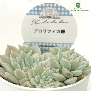 A HitotabaGPxA vtBJ A qg^oc GPxA 6cm|bg