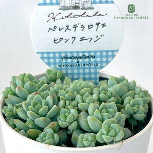 A HitotabaZ_ yXfTG sNGbW A qg^oc Z_ 6cm|bg