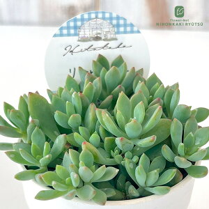 A HitotabaZ_ gr[eB[ A qg^oc Z_ 6cm|bg