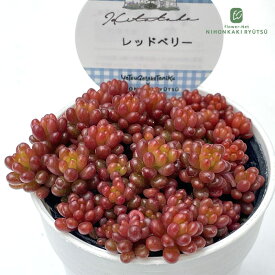 多肉植物 Hitotabaセダム レッドベリー 多肉植物 ヒトタバさん苗 セダム 6cmポット