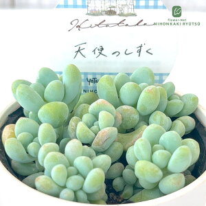 多肉植物 Hitotabaセダム 天使のしずく 多肉植物 ヒトタバさん苗 セダム 6cmポット