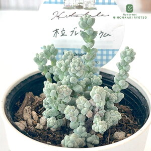 A HitotabaZ_ ؗurtHE A qg^oc Z_ 6cm|bg