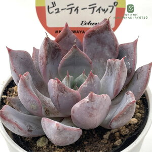 A kswGPxA r[eB[eBbv Xc GPxA 6cm|bg